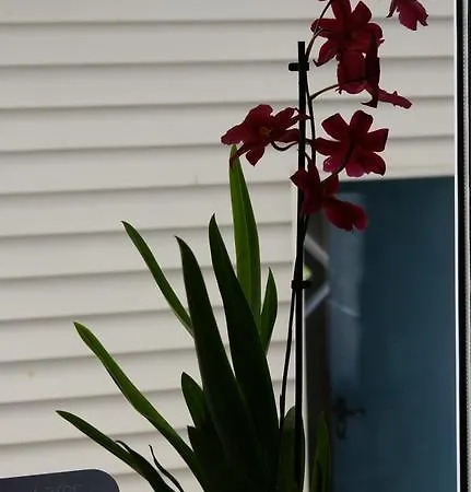 Ferienwohnung Anisa 러스트