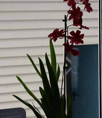 Ferienwohnung Anisa Rust